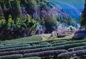 Cestopisná přednáška s ochutnávkou čajů