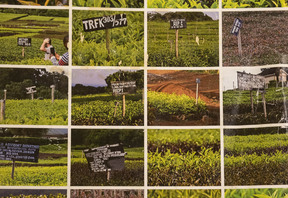 Cestopisná přednáška s ochutnávkou čajů