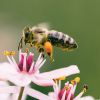 Zlínský kraj opět finančně podpoří mladé včelaře