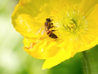110 let včelařství v Napajedlích