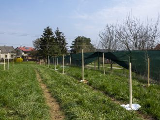 Výsadba ovocných dřevin v Bělově