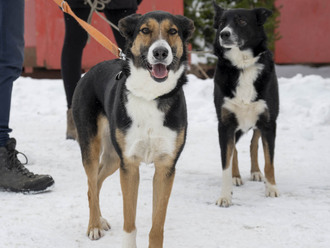 Novoroční procházka