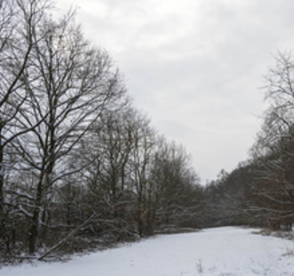 Novoroční procházka