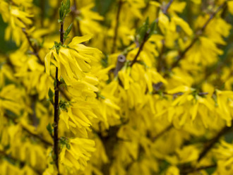 Velikonoční výzdoba