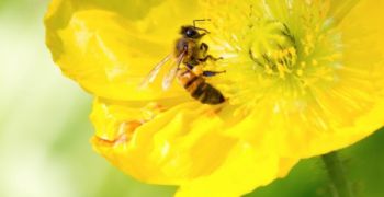 110 let včelařství v Napajedlích