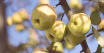 Hostětín: jablečná slavnost