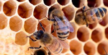 Včelaření nejen pro začátečníky