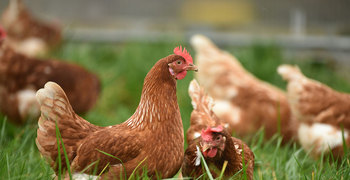 Prodej slepic s dovozem až do kurníku