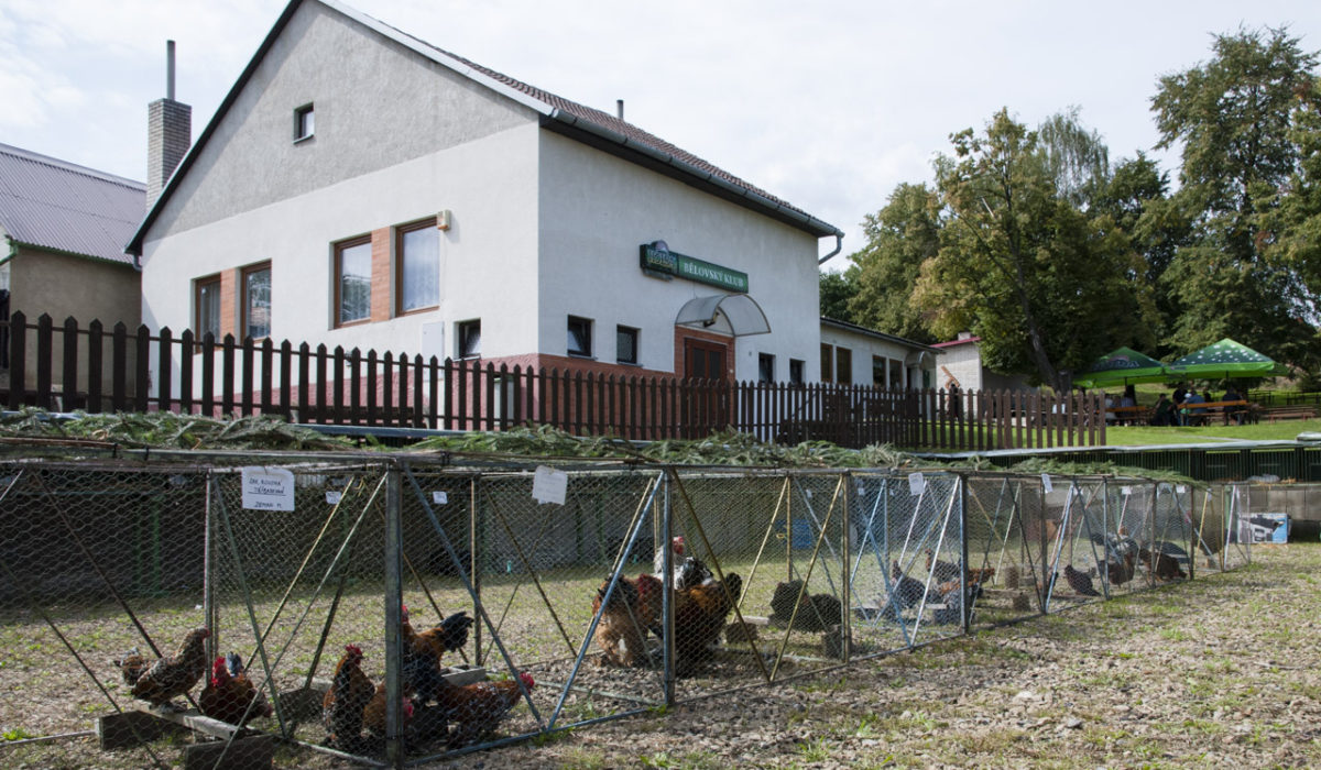 Výstava zvířectva