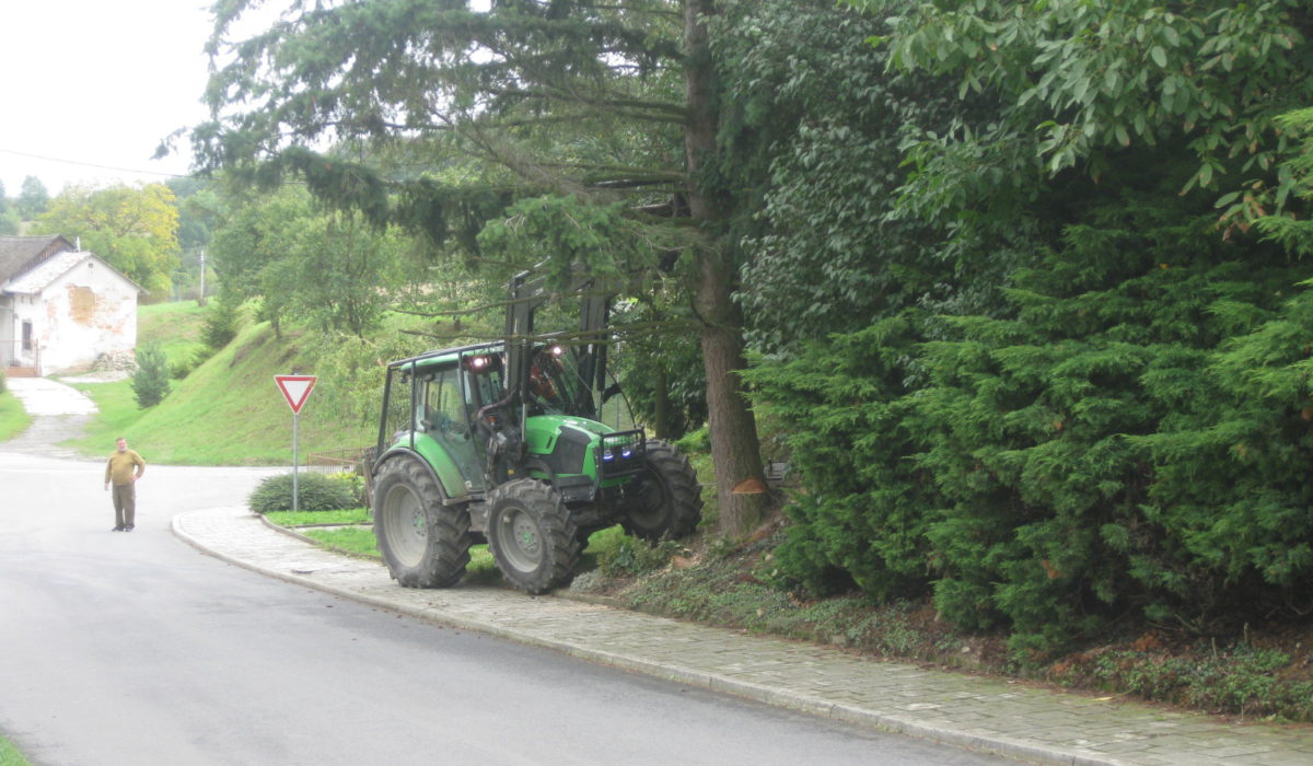 Kácení smrku