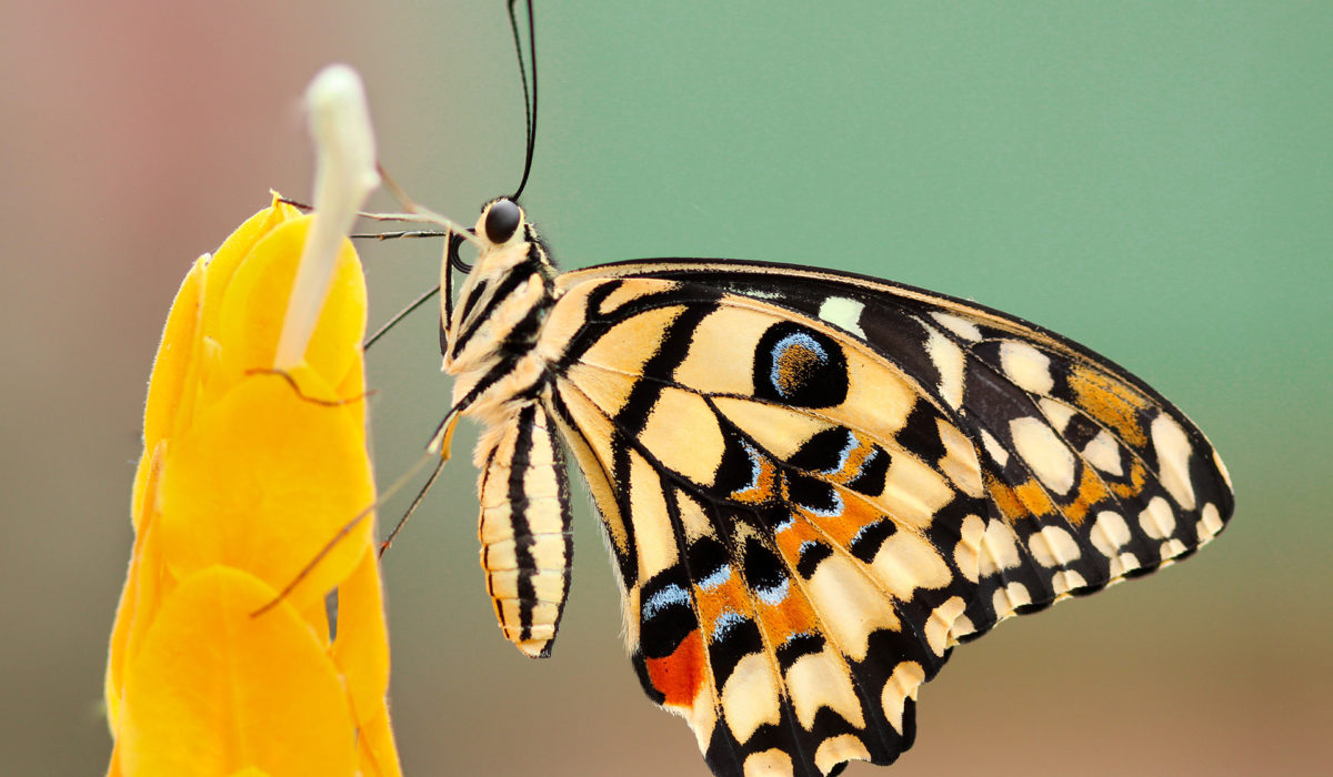 48. Entomologická burza