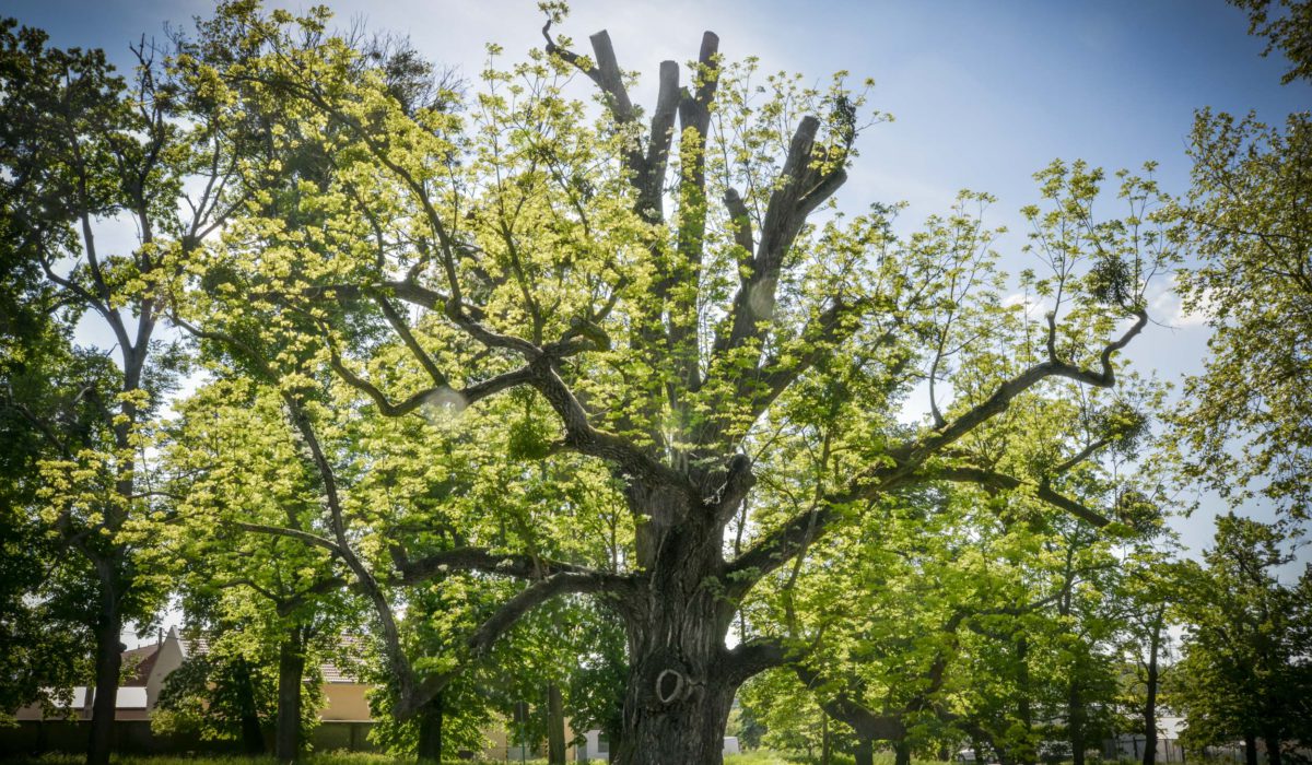 Evropský strom roku 2018