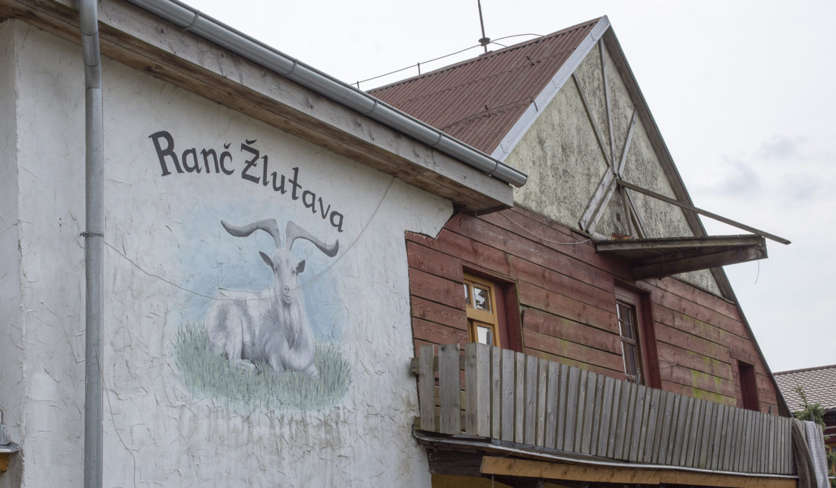 Výstava holubů a králíků