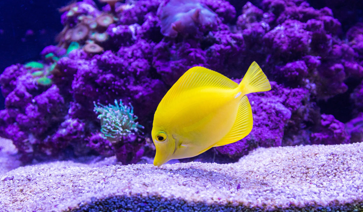 AQUATERA