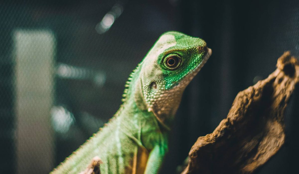 Prodejní výstava terarijních a akvarijních zvířat