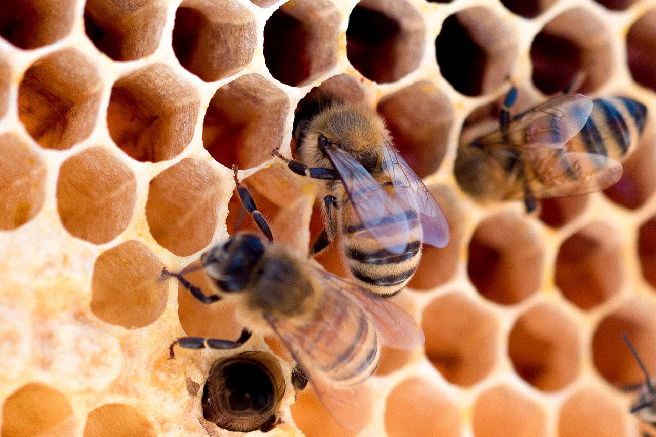 Včelaření nejen pro začátečníky