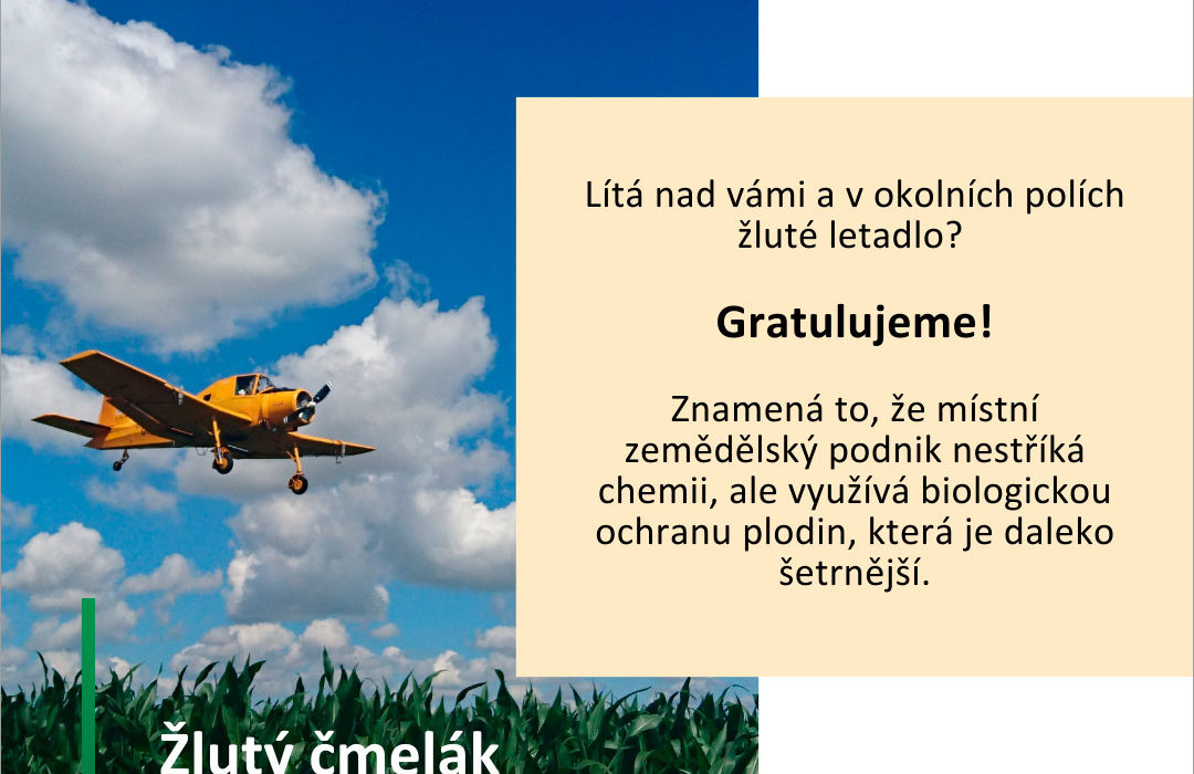 Žlutý čmelák chrání vaše zdraví