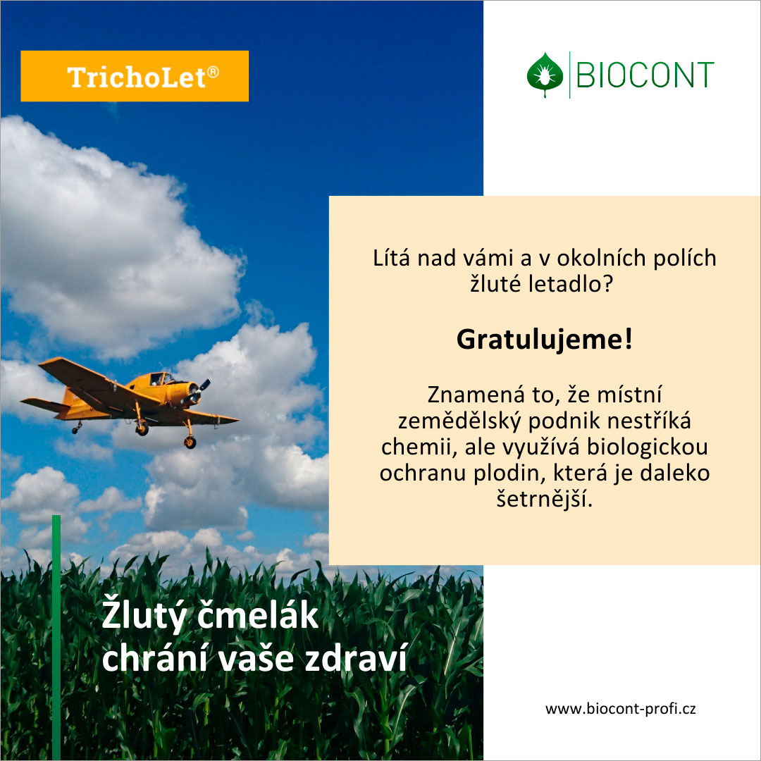 Žlutý čmelák chrání vaše zdraví