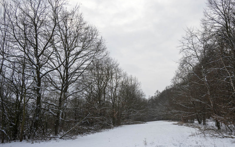 26-01-10 Prochazka-0539